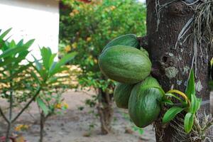 mogen och omogen kakao frukt hängande från de kakao träd. foto