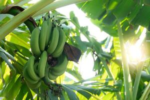 banan träd med omogen grön bananer växande på Det. bakgrund av grön löv och träd med solljus. foto