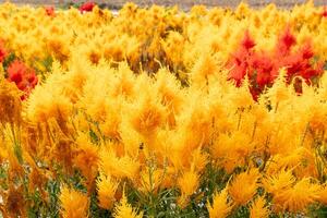 gul blomma av celosia plumosa på de träd. många källor av blommor den där är populärt vuxen. foto