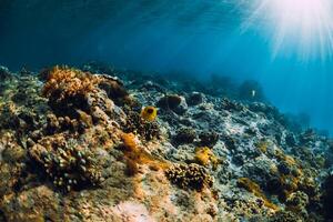 under vattnet scen med koraller, fisk och hav orm. tropisk hav foto