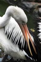 en grupp av pelikaner simning i de damm jagar fisk foto