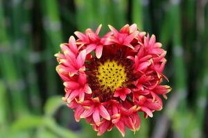 skön blomning daisy blomma, trevlig kronblad Färg foto