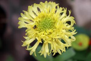 skön blomning daisy blomma, trevlig kronblad Färg foto