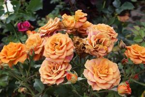gula rosor i trädgården foto