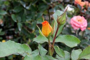 skön orange reste sig, reste sig blomma foto