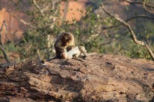 hätta makak apor i natur foto