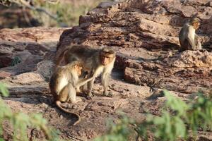 hätta makak apor i natur foto
