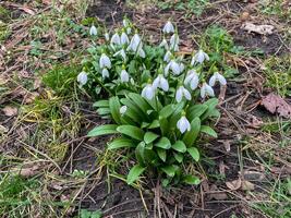 en små belopp av blomning snödroppar i de trädgård foto