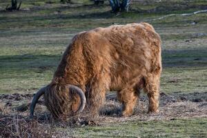 brun högland nötkreatur betning i de vinter- Sol foto