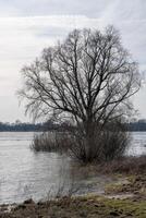 träd på de översvämmad flodbank i de bakgrundsbelysning foto