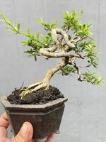 bonsai träd i en dekorativ pott foto