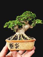 bonsai träd i en dekorativ pott foto