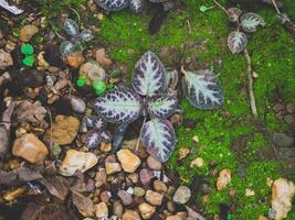 en närbild skott terar en fikon, frukt, och träd omgiven förbi element av natur sådan som blommor, växter, löv, och glasera, visa upp vibrerande nyanser av lila foto