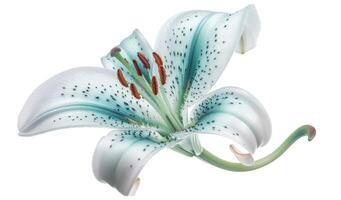 lilja turkos-vit blomma foto