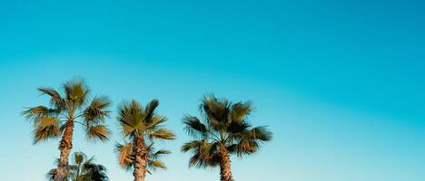 handflatan träd på klar blå himmel i solig dag sommar förbi de strand i Spanien. tropisk träd med grön blå årgång tona bakgrund, banner naturlig med kopia Plats för mode, resor, sommarsemester på strand foto