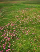 fält av kosmos blomma, ljus färgrik blommor med vatten droppar calgary fotografi, mobil fotografi foto