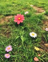 fält av kosmos blomma, ljus färgrik blommor med vatten droppar calgary fotografi, mobil fotografi foto