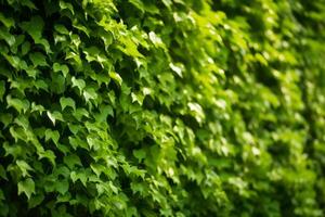 ai genererad stänga upp av vägg av grön klättrande växter foto
