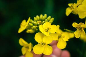 rapsfrö blomma i en fält på våren, raps, brassica napus foto