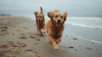 ai genererad öm hundar glatt löpning på sandig stränder, deras svansar vifta i ren lycka.stor copy område foto