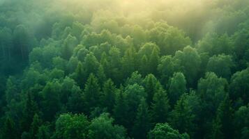 ai genererad antenn se av en tät grön skog höljd i mystisk dimma, med de trädtopparna skapande en lugn och eterisk landskap. foto