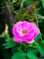 rosa av damast- reste sig blomma. foto