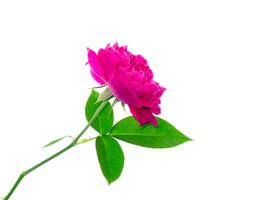 mörk rosa av damast- reste sig blomma. foto