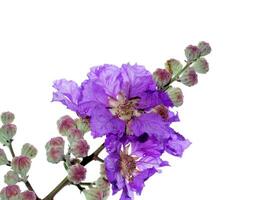 lagerstroemia speciosa blomma foto