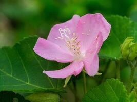 stänga upp av rosa dombeya blomma foto