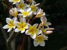 närbild av frangipani blomma foto