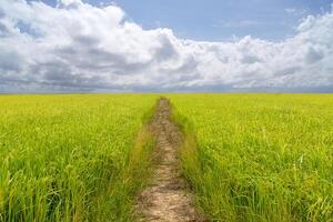 promenad sätt i ris fält. foto