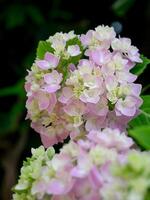 stänga upp hortensia blomma. foto