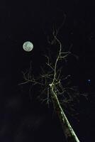 död- träd med stjärna bakgrund foto