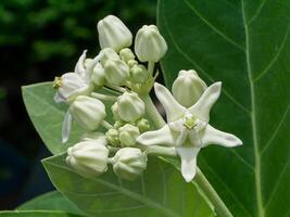 krona blomma eller calotropis gigantea. foto