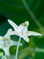 krona blomma eller calotropis gigantea. foto