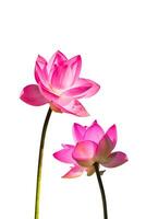 stänga upp rosa lotus blomma. foto