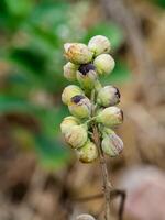 stänga upp av vitex rotundifolia växt. foto