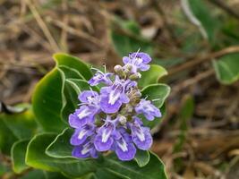 stänga upp av vitex rotundifolia växt. foto