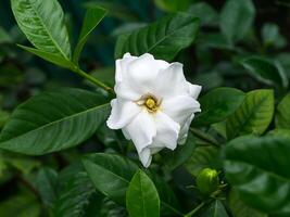 de vit av gardenia jasminoides. foto