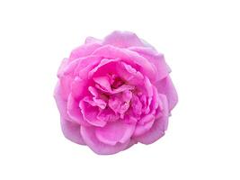 rosa av damast- reste sig blomma. foto