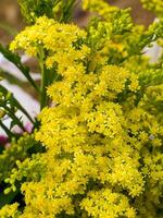 solidago canadensis blomma foto