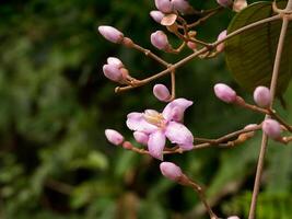 medinella magnifica blomma foto