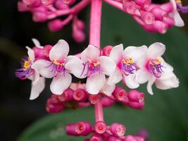 medinella magnifica blomma foto