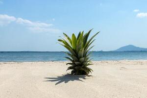 ananas träd på de strand foto