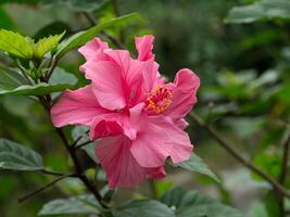 stänga upp av rosa hibiskus blomma. foto