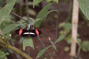 svart röd och vit fjäril med öppen vingar uppflugen på en skog blad foto