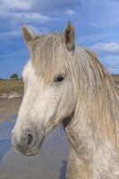 camargue häst hingst porträtt, bouches du rhone, Frankrike foto