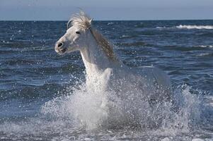 camargue häst löpning i de vatten, bouches du rhone, Frankrike foto