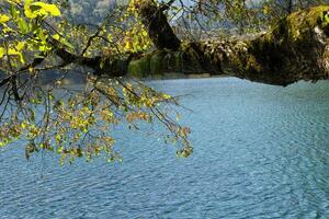 panda sjö, jiuzhaigou nationell parkera, sichuan provins, Kina, unesco värld arv webbplats foto