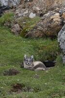 ung arktisk räv, vulpes lagopus, alkhornet, svalbard skärgård, Norge foto